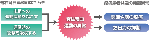 背骨の動きを正しくする事