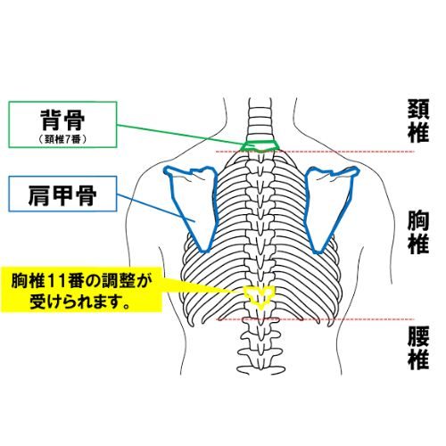 胸椎の１１番を整えます